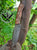 Hunting Knife 1075 Carbon Steel and Walnut Wood Handle - Camping Knife - Tactical Knife - Survival Knife